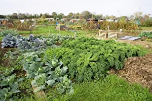 Allotment: Green vegetables growing on local allotment near
