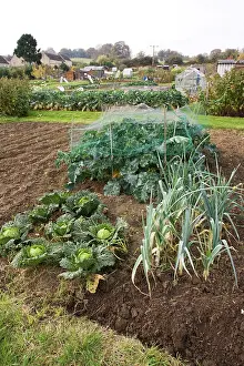Leek: Green vegetables growing on local allotment near