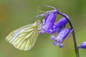 Settled: Green-veined White