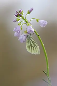 Smock: Green-veined White