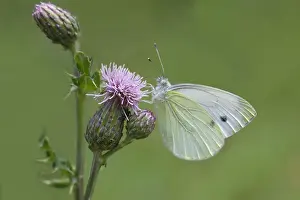 Pieris: Green-veined White