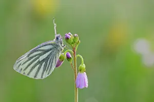 Pratensis: Green-veined White
