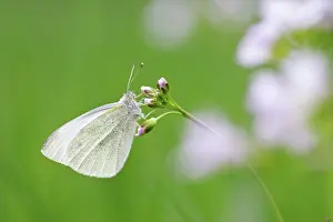 Pratensis: Green-veined White