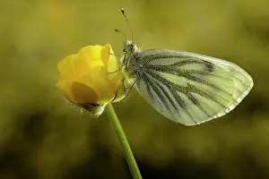 Pieris: Green-veined White