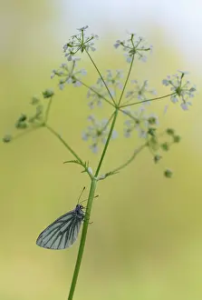 Pieris: Green-veined White