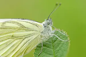 Pieris: Green-veined White
