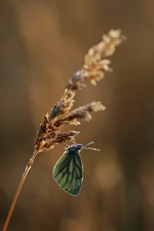 Pieris: Green-veined White