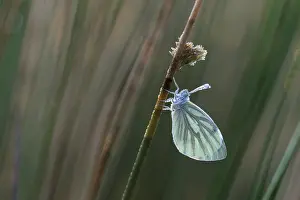 Pieris: Green-veined White