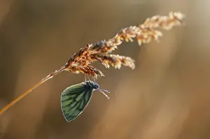 Pieris: Green-veined White