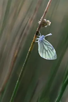 Pieris: Green-veined White
