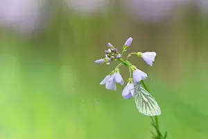 Pratensis: Green-veined White