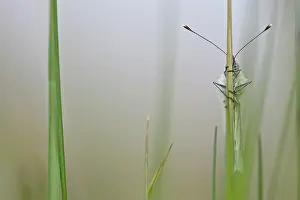 Peekaboo: Green-veined White