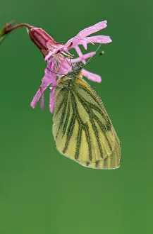 Napi: Green-veined White Butterfly
