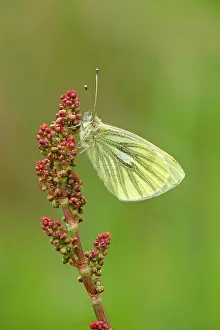 Napi: Green Veined White Butterfly
