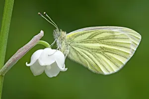 Napi: Green Veined White Butterfly