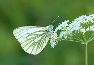 Napi: Green-veined White Butterfly