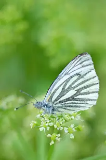Alexanders: Green-veined White Butterfly - on Alexanders flowers
