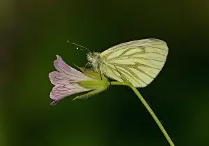 Napi: Green-veined White Butterfly female resting on Cranesbill
