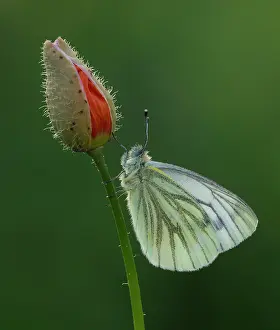 Napi: Green-veined White Butterfly female resting on Welsh