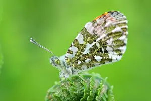 Frond: Green-veined White Butterfly - on Fern frond