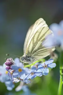 Veined: Green-veined White Butterfly - on Forget-me-not flowers