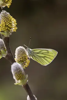 Veined: Green Veined White Butterfly - on Goat Willow