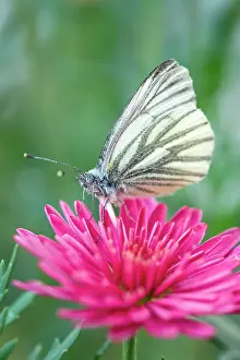 Marguerite: Green-veined White Butterfly - on Marguerite Daisy flowers