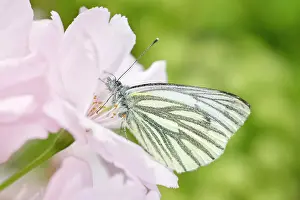 Veined: Green-veined White Butterfly - on Pink Cherry flowers