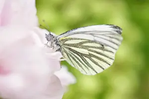 Veined: Green-veined White Butterfly - on Pink Cherry flowers