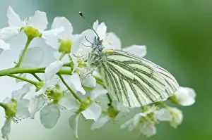 Cherries: Green-veined White Butterfly - resting on flowers