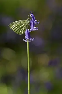 Dappled: Green-veined White Butterfly - resting on native Bluebell