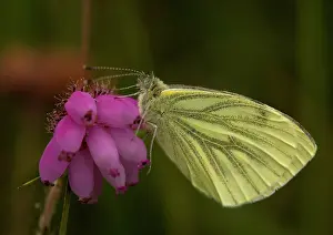 Napi: Green-Veined White Butterfly - side view