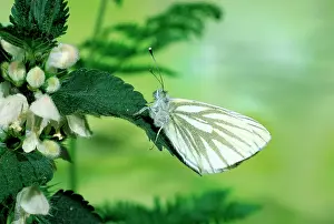 Nettles: Green-veined White Butterfly - on white dead-nettle leaf