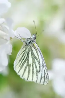 Veined: Green-veined White Butterfly - on White Honesty flowers