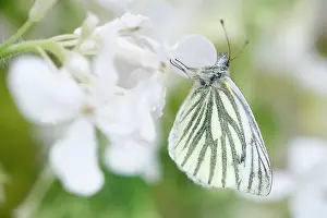 Veined: Green-veined White Butterfly - on White Honesty flowers