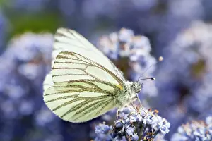 Veined: Green-veined White on Ceanothus flowers