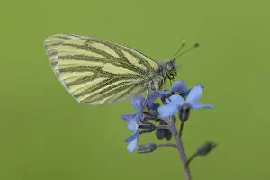 Myosotis: Green-veined White (Pieris napi)