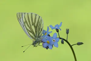 Myosotis: Green-veined White (Pieris napi)