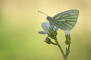 Pieridae: Green-veined White (Pieris napi)