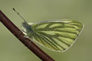 Pieridae: Green-veined White (Pieris napi)