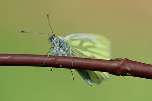 Pieridae: Green-veined White (Pieris napi)