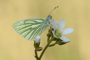 Pieridae: Green-veined White (Pieris napi)