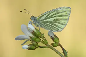 Pieridae: Green-veined White (Pieris napi)