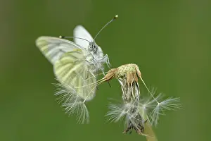 Pieridae: green-veined white (Pieris napi)