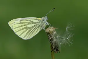 Pieridae: green-veined white (Pieris napi)
