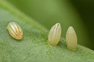 Thomas Marent: Green-veined White (Pieris napi) egg of butterfl