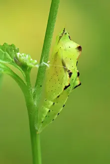 Napi: Green-veined White pupa