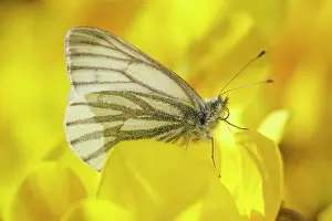 Pieridae: Green-veined White - on Viola flowers