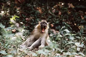 Vervet: GREEN VERVET MONKEY - Male, threatening