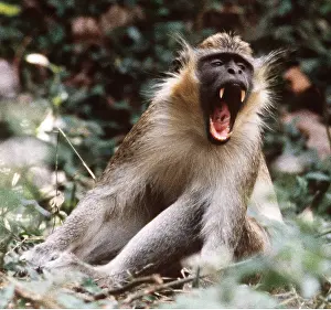 Dawn Starin: Green Vervet Monkey - Threatening